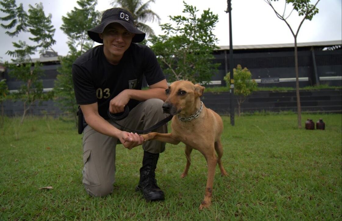 Governo de Goiás promove projeto pioneiro de adestramento e adoção de cães de rua resgatados em Goiânia.