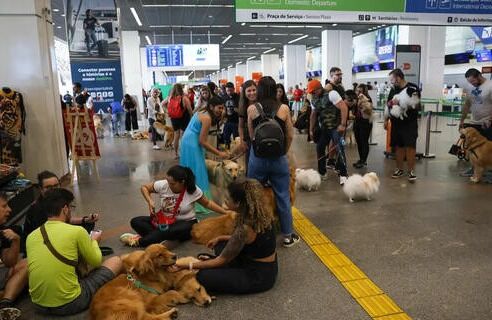 Guia de Orientações para Transporte Aéreo de Cães e Gatos é lançado para garantir viagens seguras e confortáveis