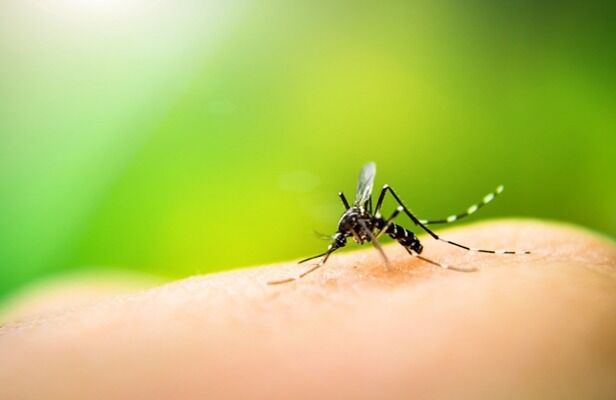 Goiás, DF e outros seis estados têm tendência de queda nos casos de dengue