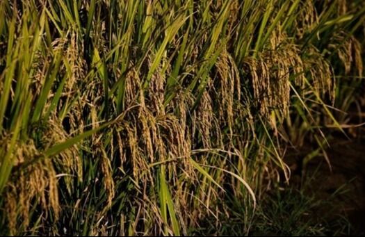 Produção goiana de arroz deve crescer 8,1% na safra 2023/2024