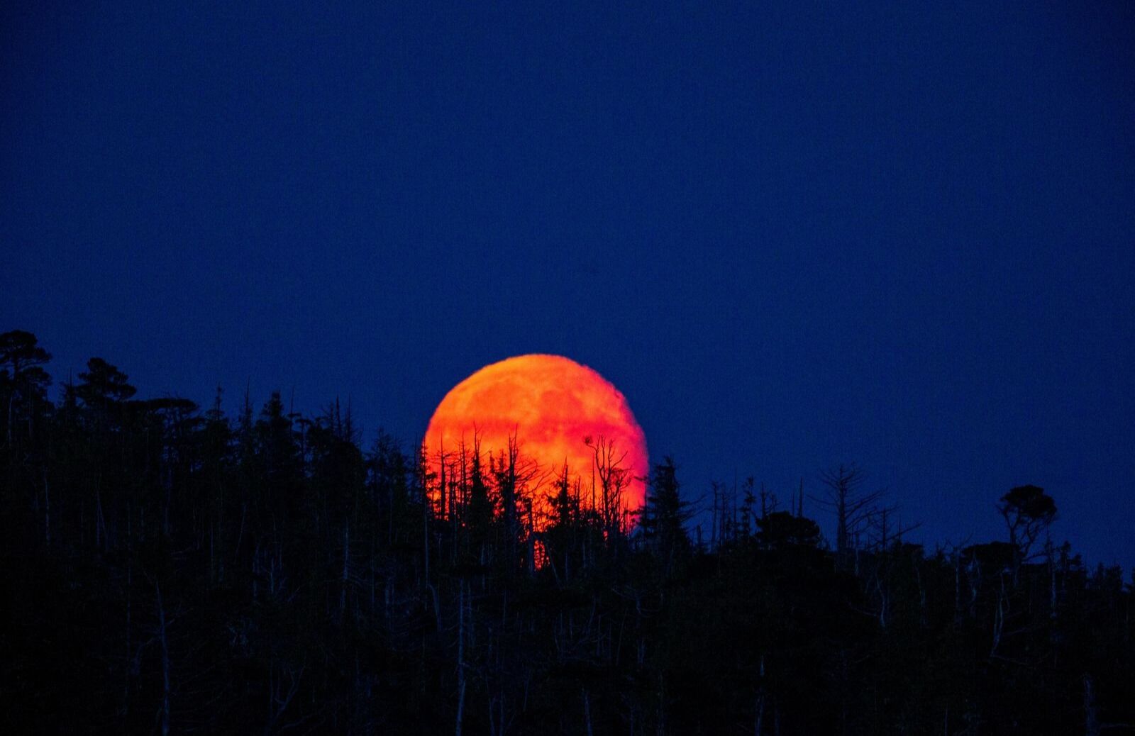 Lua de Sangue iluminará o céu na madrugada de 13 para 14 de março