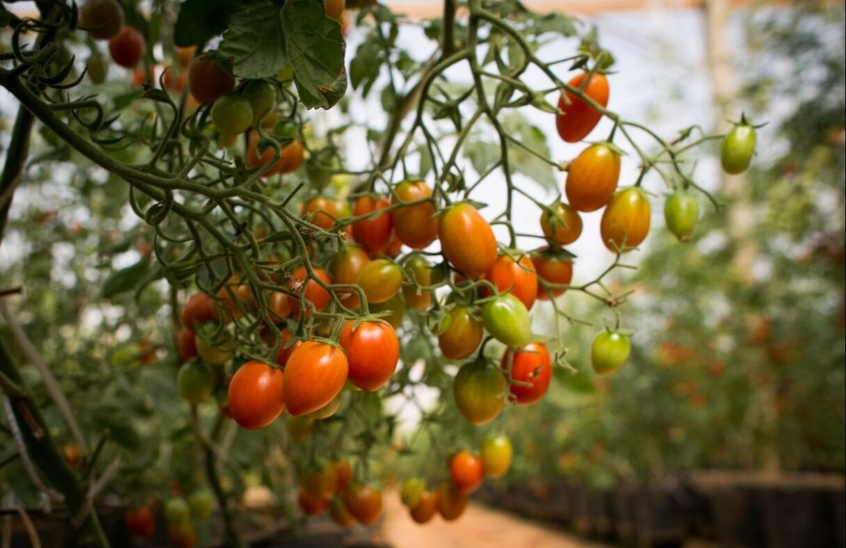 Valor bruto da produção agropecuária de Goiás deve ser quinto maior do país