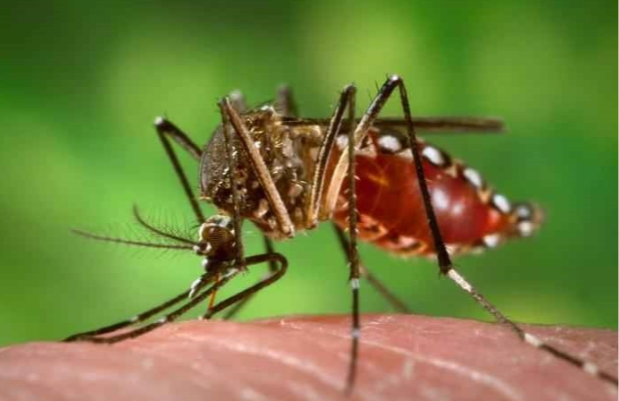 Casos de dengue em Uberlândia aumentam 430% e acendem alerta para a saúde pública