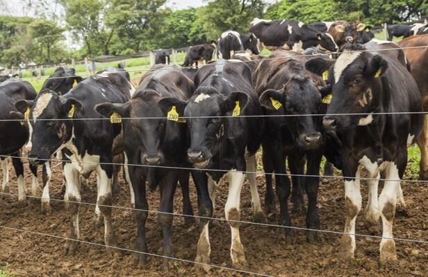 Valor da produção da pecuária goiana chega a R$ 8,5 bilhões