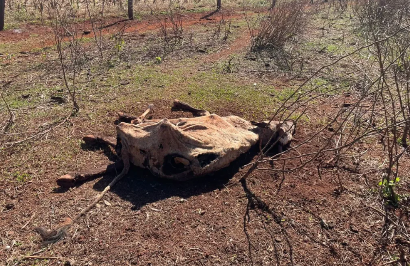 Fazenda em Santa Helena de Goiás é alvo de investigação após morte de 80 bois por abandono