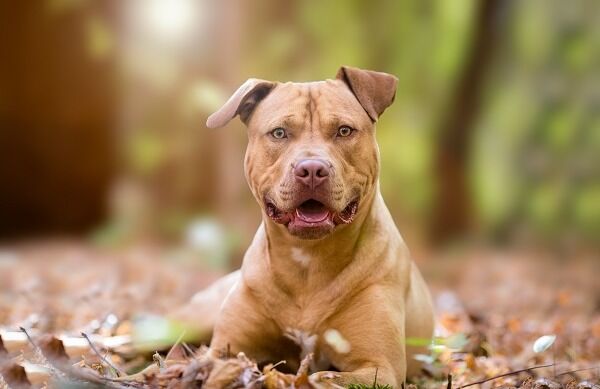 Câmara de Goiânia aprova lei mais rígida para donos de cães de grande porte e raças perigosas