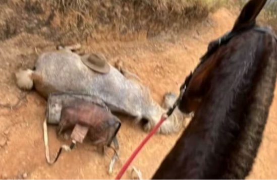 Absurdo em Bananal (SP): tutor mutila cavalo com facão após cavalgada, animal morre.