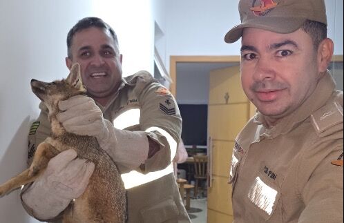 Cachorro-do-mato é capturado em condomínio de Catalão e solto na zona rural de Goiandira