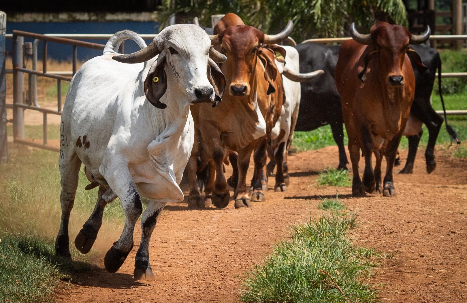 Goiás recebe reconhecimento nacional de livre de febre aftosa sem vacinação