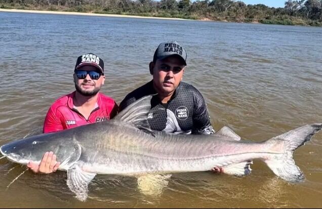 Pescadores comemoram ao pescar peixe de 2 metros e mais de 100 kg