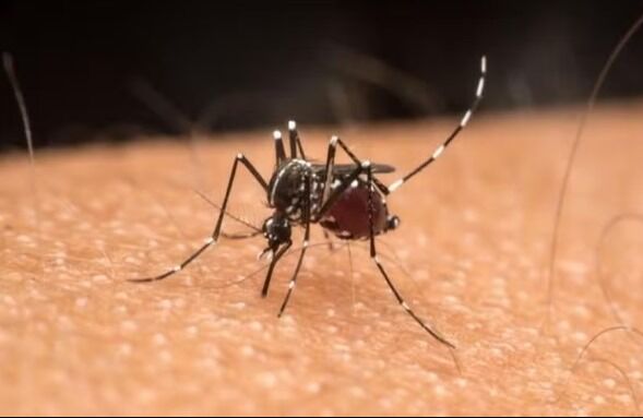 Goiás vive pior cenário da dengue desde a década de 90, diz SES