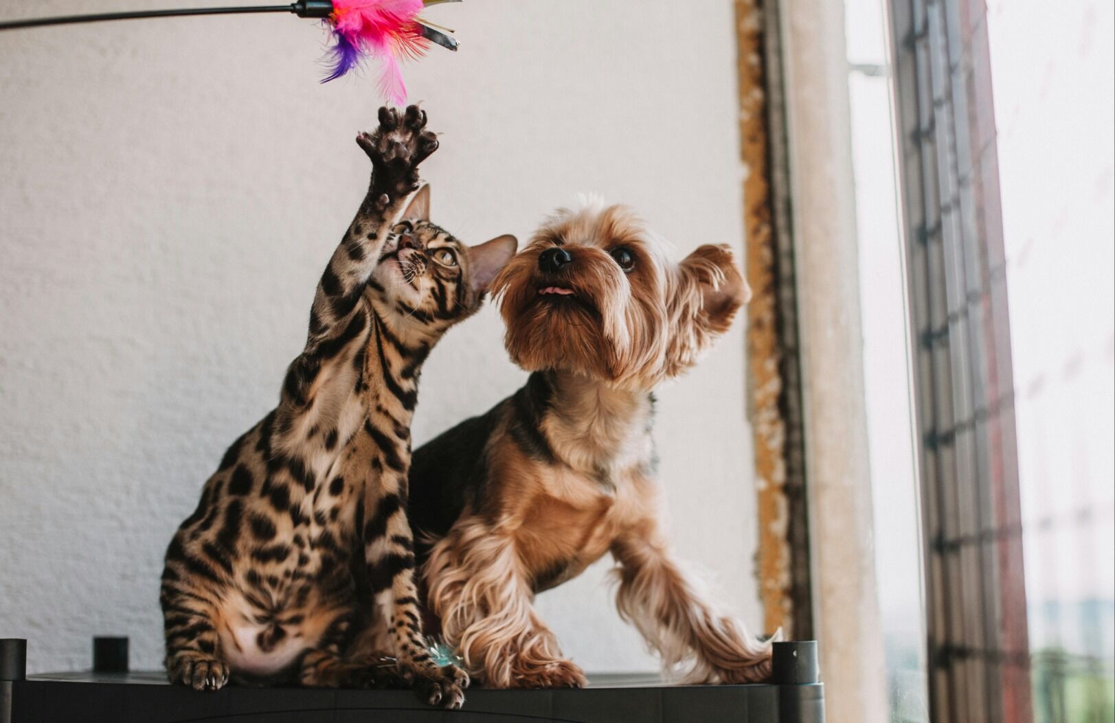 Abandono de animais cresce no fim de ano: entenda como ajudar e fazer a diferença